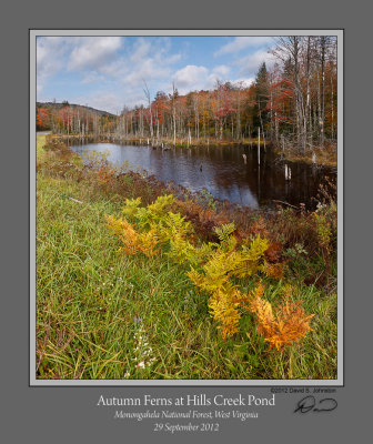 Autumn Ferns Hills Creek Pond.jpg