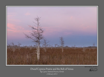 Dwarf Cypress Prairie Belt Venus.jpg