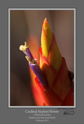 Cardinal Airplant Tillandsia Flower 2.jpg