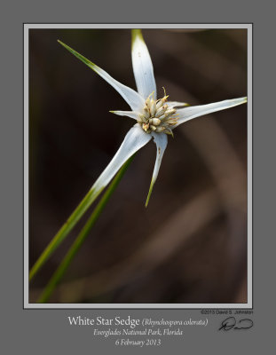 White Star Sedge Rhynchospora colorata.jpg