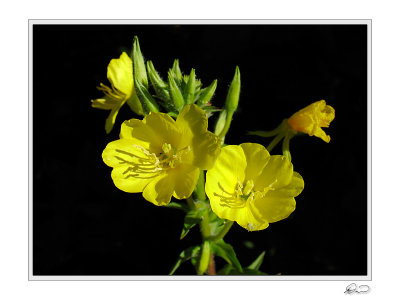 Yellow Evening Primrose.jpg