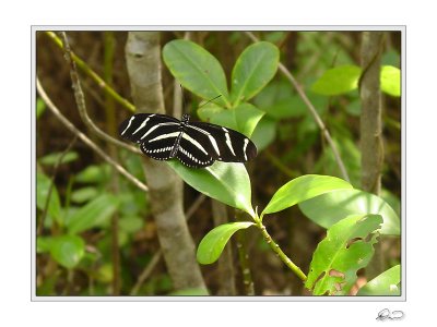 Zebra Butterfly.jpg