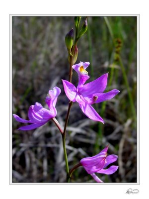 Grass Pink Orchid.jpg