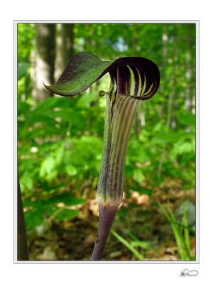 Jack-in-the-Pulpit.jpg