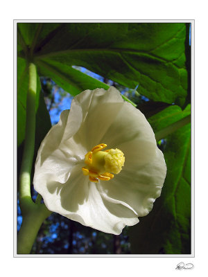 May Apple Flower.jpg
