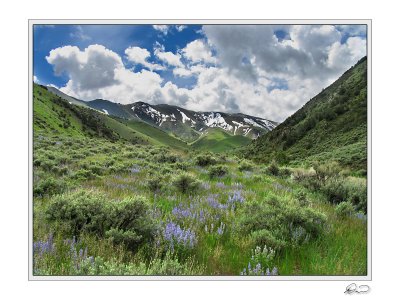 Lupine  Sage Big Creek Canyon.jpg