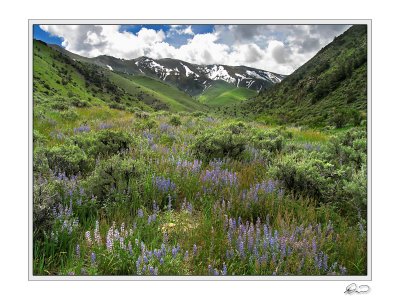 Lupine  Sage 2 Big Creek Canyon.jpg