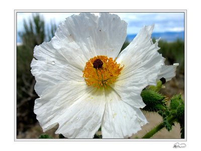 Pricklepoppy.jpg