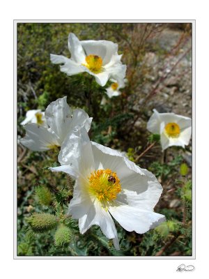 Pricklepoppy 3.jpg