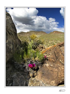 Hedgehog cactus.jpg