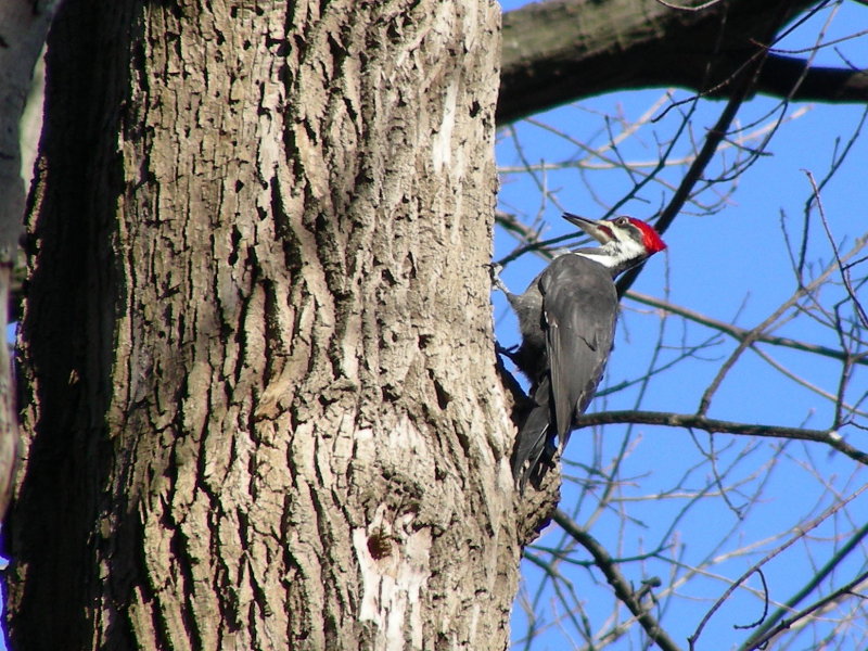 Grand Pic (Pileated Woodpecker)