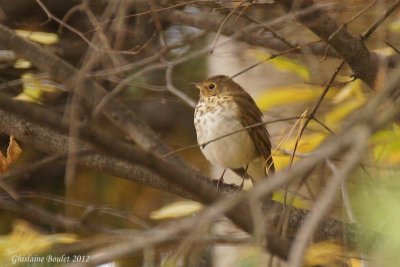 Grive  dos olive (Swainsons Thrush)