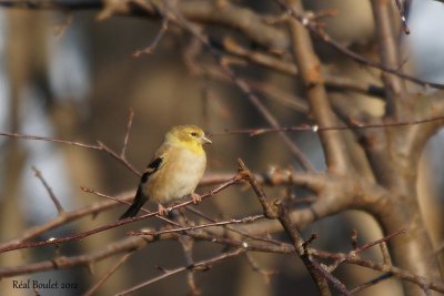 Chardonneret jaune (American Goldfinch) 