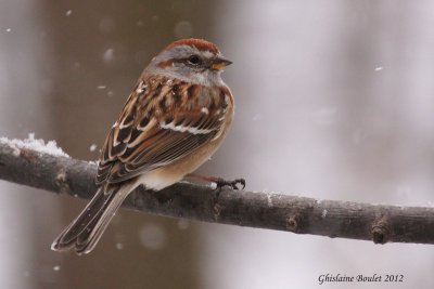 Bruant hudsonnien (American Tree Sparrow)
