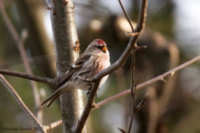 Sizerin flamm (Common Redpoll)