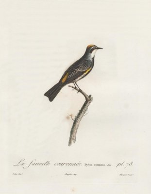 La Fauvette couronne