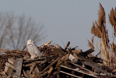 Harfang des neiges (Snowy Owl)