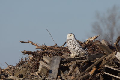 Harfang des neiges (Snowy Owl)