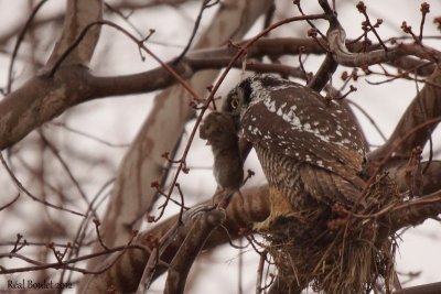 Chouette pervire (Northern Hawk-Owl)