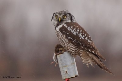 Chouette pervire (Northern Hawk-Owl)