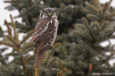 Chouette pervire (Northern Hawk-Owl)