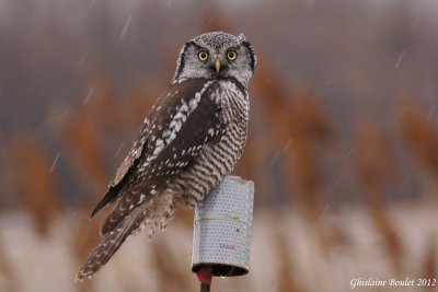 Chouette pervire (Northern Hawk-Owl)