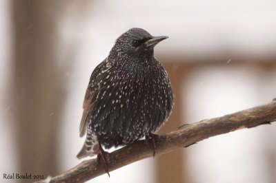tourneau sansonnet (European Starling)