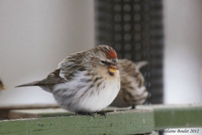 Sizerin blanchtre (Hoary Redpoll) 