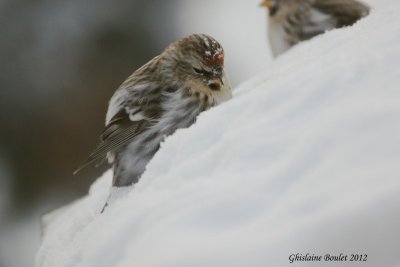 Sizerin blanchtre (Hoary Redpoll) 