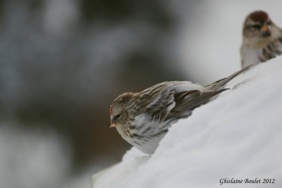 Sizerin blanchtre (Hoary Redpoll) 