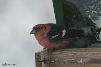 Bec-crois bifasci (White-winged Crossbill)