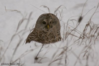 Chouette raye (Barred Owl)