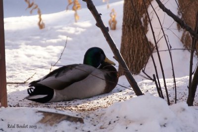 Canard colvert (Mallard)