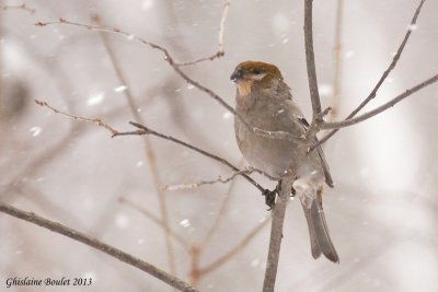 Durbec des sapins (Pine Grosbeak)