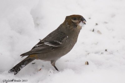 Durbec des sapins (Pine Grosbeak)