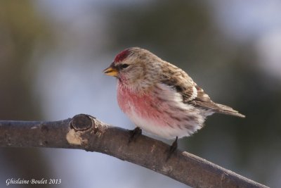 Sizerin flamm (Common Redpoll)