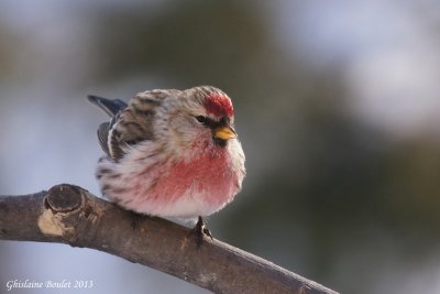 Sizerin flamm (Common Redpoll)