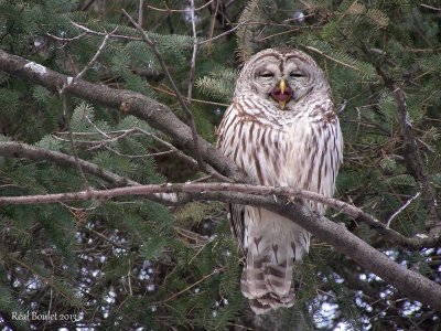 Chouette raye (Barred Owl)