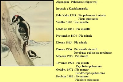 Pubescent-minule-mineur