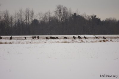 Dindon sauvage (Wild Turkey)