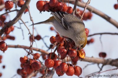 Durbec des sapins (Pine Grosbeak)