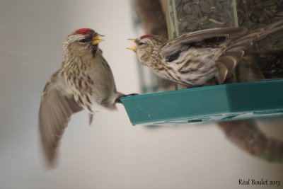Sizerin flammé (Common Redpoll)