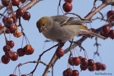 Durbec des sapins (Pine Grosbeak)