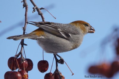 Durbec des sapins (Pine Grosbeak)