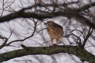 Buse  paulettes (Red-shouldered Hawk)