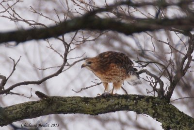 Buse  paulettes (Red-shouldered Hawk)