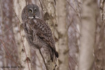 Chouette lapone (Great Gray owl)