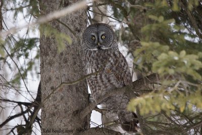 Chouette lapone (Great Gray owl) 