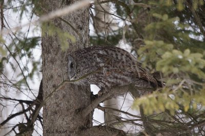 Chouette lapone (Great Gray owl) 