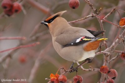 Jaseur boréal (Bohemian Waxwing)